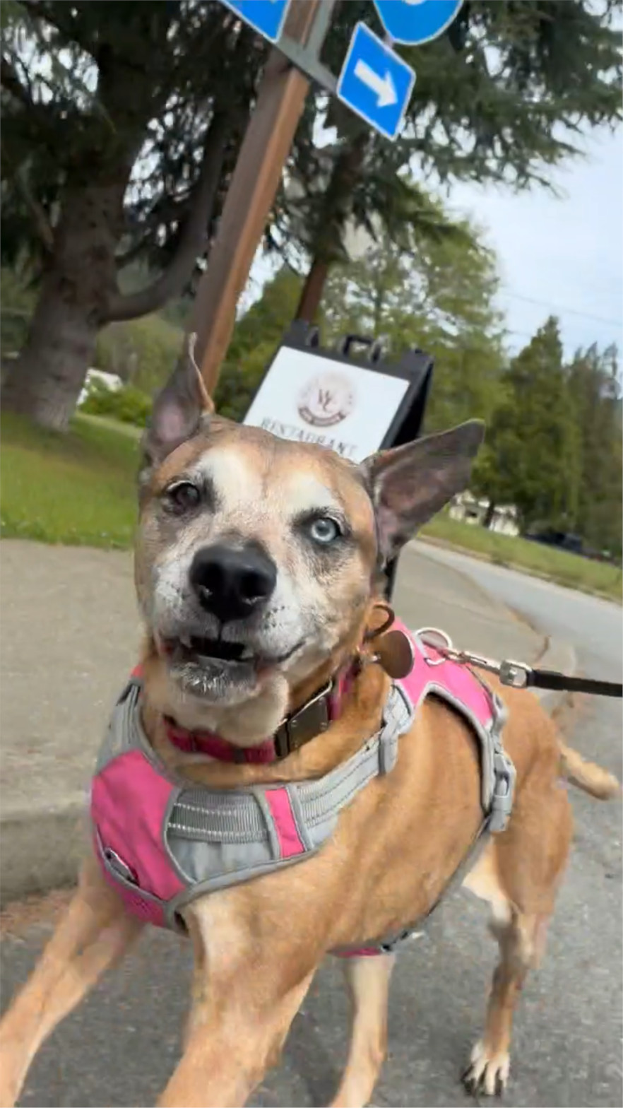 Working dog running by onewheel