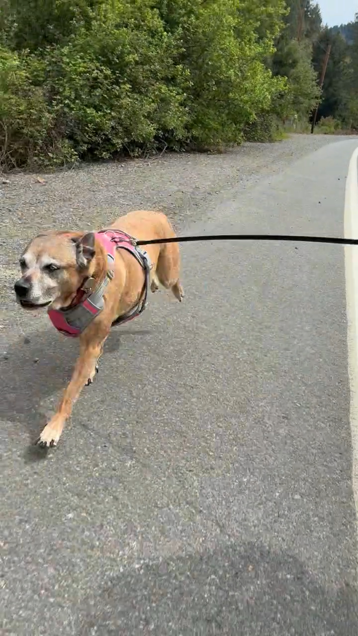 Working dog in the Rogue Valley